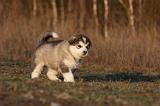 ALASKAN MALAMUTE 619